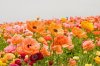 asiatic-ranunculus-flowers-2342599.jpg