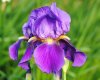 purple-and-yellow-iris-flower-jai-johnson.jpg