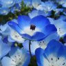 Nemophila