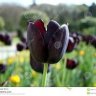 tulip đen