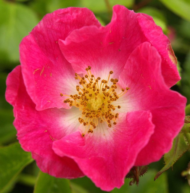 Trackside_Wild_Rose_-_geograph.org.uk_-_859028.jpg