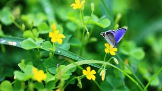 The-breath-of-spring-yellow-wildflowers-and-blue-butterfly-2560x.jpg