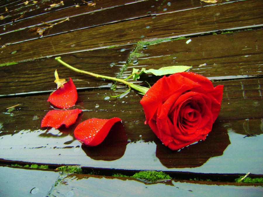 a_rose_in_the_rain_by_kinmizu-d3j0547.jpg