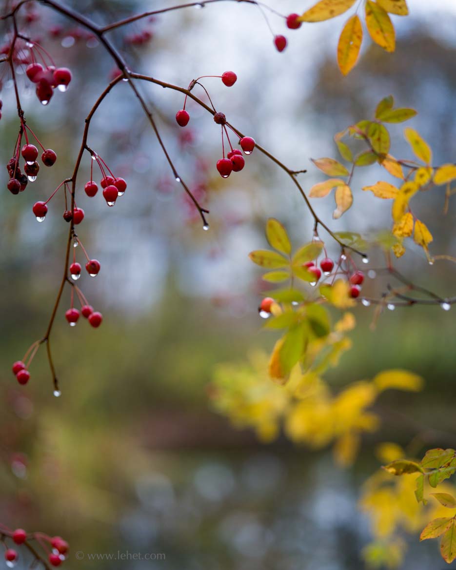 crabapples_swamp_rose_rain_fall_a7r22017d_8118.jpg