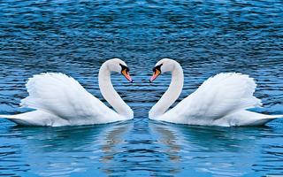 love-animals-swans-lakes-background-171097.jpg