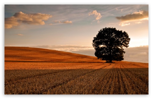 lone_tree_in_field_autumn-t2.jpg