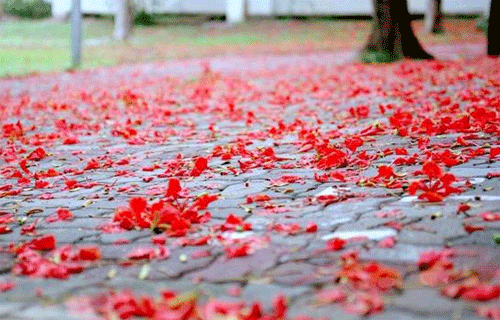 Tuổi học trò