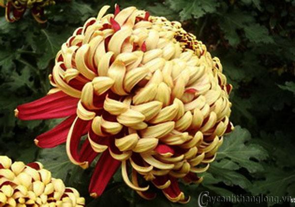 Đóa cúc muộn